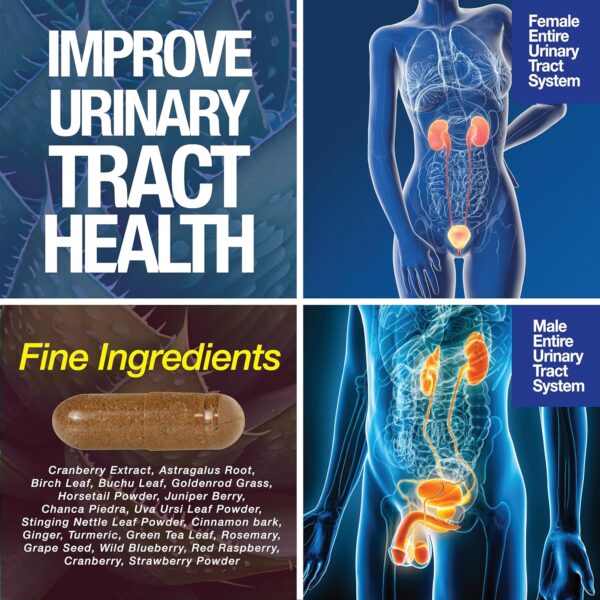 Kidney Support Cleanse Detox & Repair -120 Capsules - Cranberry & Astragalus Root Pills for Women and Men - Image 2